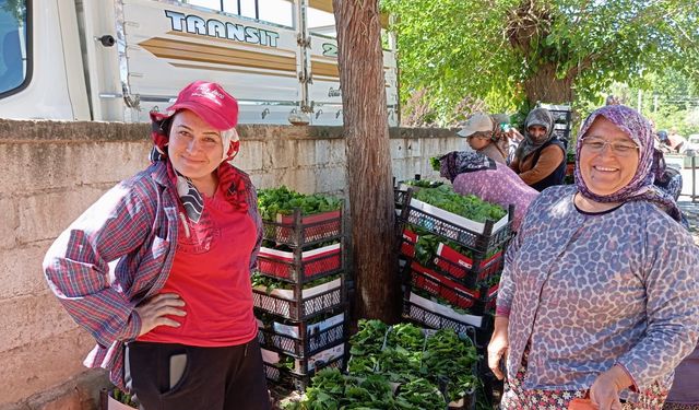 Sarıgöl'de bağ yaprağı alımı başladı: Fiyatlar belli oldu