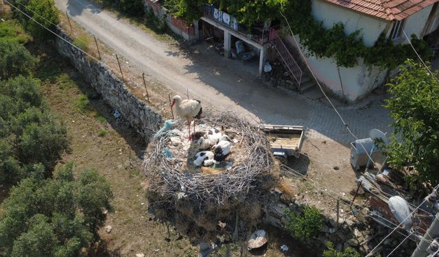 Çeyrek asırlık misafir: Mahallenin simgesi oldu