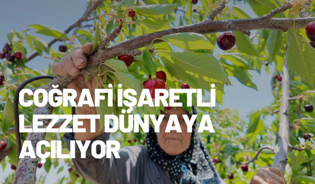 Demirci’de kiraz hasadı başladı: Coğrafi işaretli lezzet dünyaya açılıyor