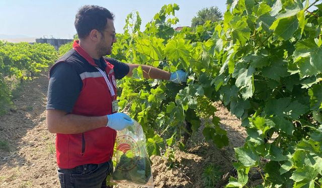 Manisa'da pestisit denetimleri devam ediyor