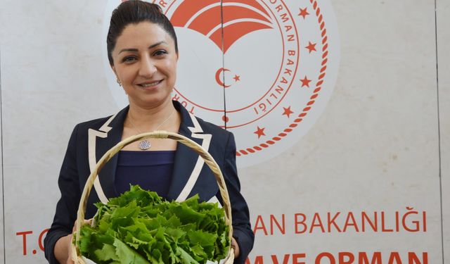 Manisa’da coğrafi işaretli asma yaprağı 50'ye yakın ülkeye ihraç ediliyor!