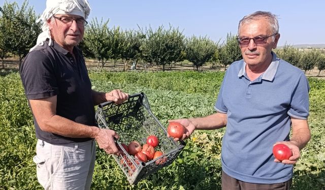 Manisa'da ata tohumlu domateslere büyük ilgi