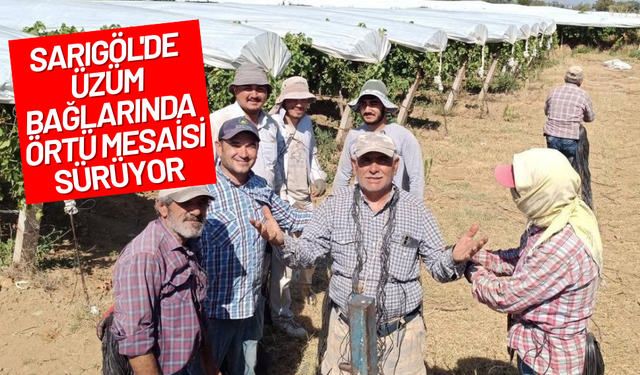 Sarıgöl'de üzüm bağlarında örtü mesaisi devam ediyor!