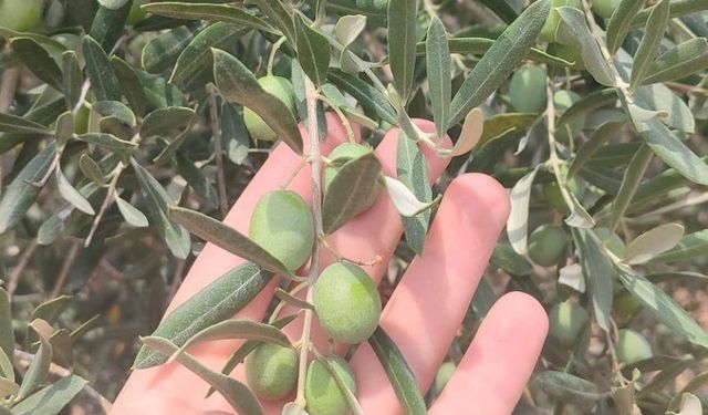 Manisa’da zeytin sineğine karşı ilaçlama çağrısı!
