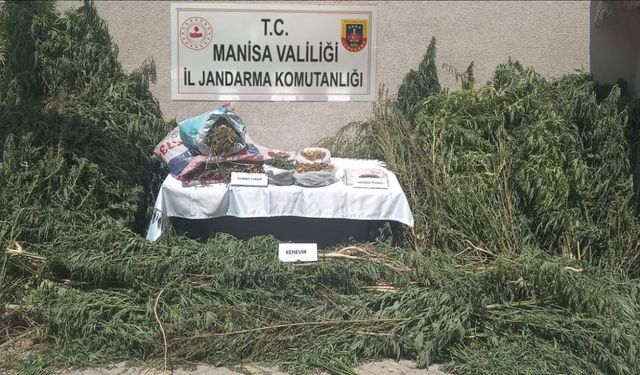 Manisa'da kenevir operasyonu