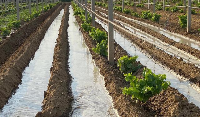 Sarıgöl’de çiftçiler kışlık sebze fidanlarını toprakla buluşturmaya başladı