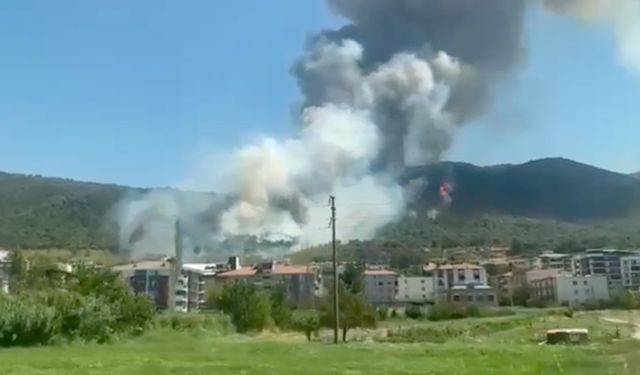Manisa'da orman yangını çıktı