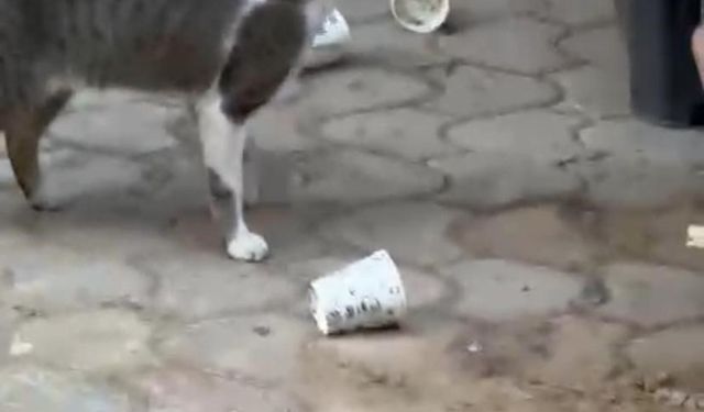 İzmir'de sokaklara çıkan fare kediden böyle kaçtı, esnaf spiker edasıyla anlattı