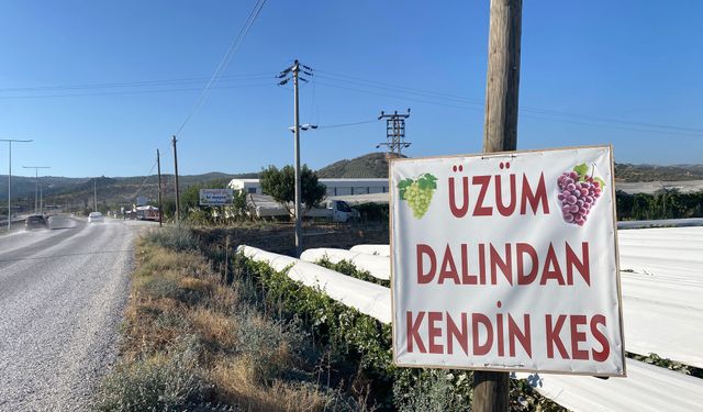 Üretici ile tüketiciyi buluşturan yöntem: Dalından üzüm satışı