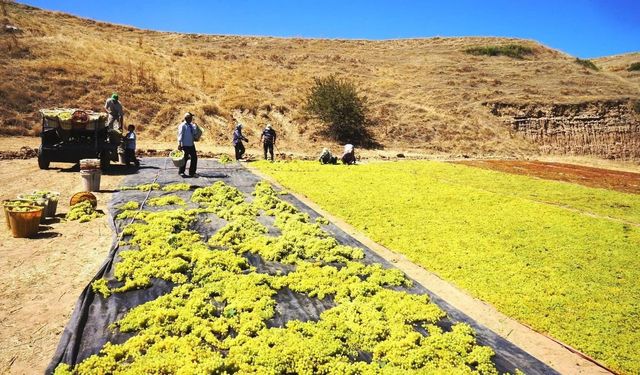 Üzümün başkentinde hasat kasım ayına sarktı