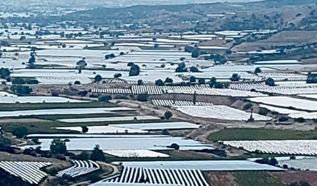 Sarıgöl’de üzüm üretici ihracatın hız kazanmasını bekliyor