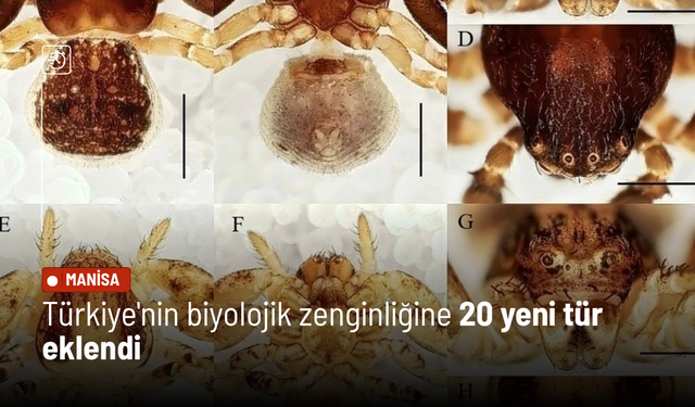 Türkiye'nin biyolojik zenginliğine 20 yeni tür eklendi