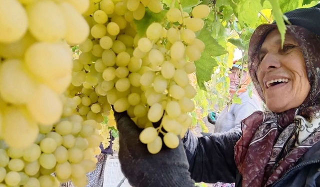 Manisa bağlarında üzümün fiyatı ne kadar oldu? İhracat ve iç piyasa rakamları netleşti
