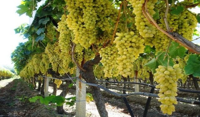 Sarıgöl bağlarında kışlık besleme dönemine başlandı