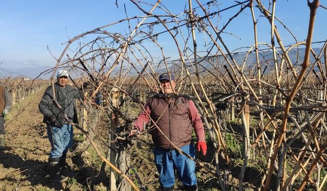 Sarıgöl’de budama işçi yevmiyesi belli oldu
