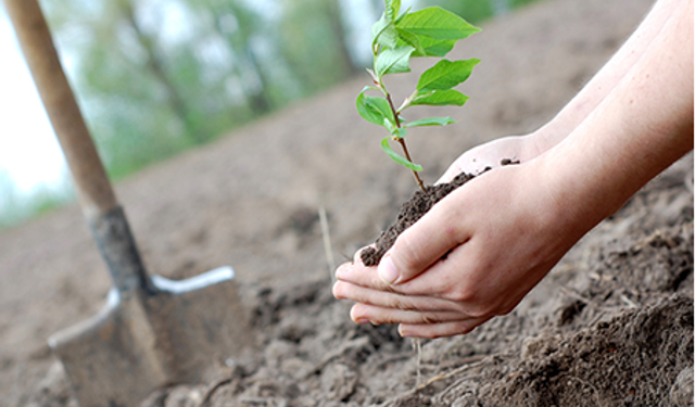 Yunusemre’de ağaçlandırma seferberliği sürüyor