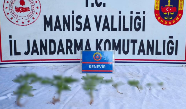 Manisa’da üzüm bağında kenevir operasyonu
