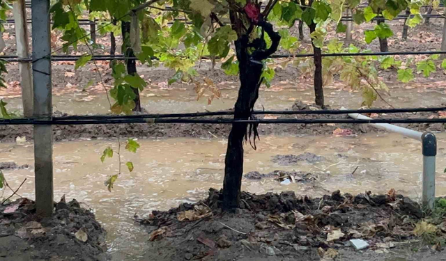 Sarıgöl'de özlenen yağış çiftçiye can suyu oldu