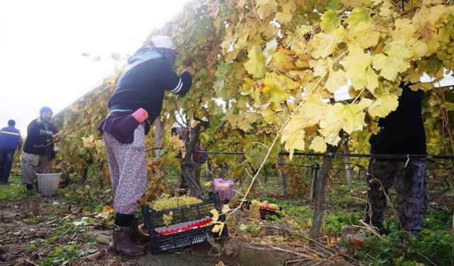 Sarıgöl'de üzüm hasadı aralıksız sürüyor