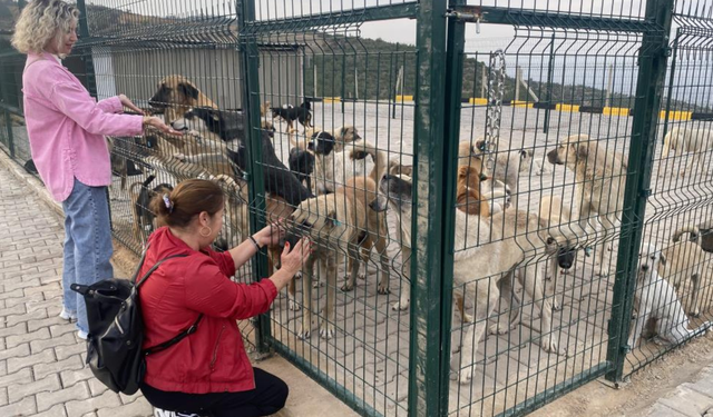 Alaşehir'de sokak hayvanlarına modern yaşam alanı