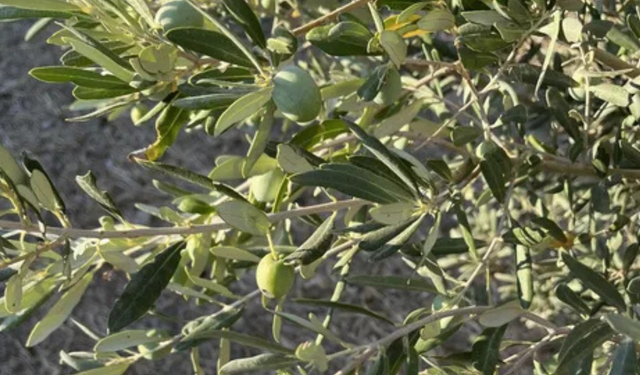 Zeytinin başkenti Manisa'da büyük çöküş