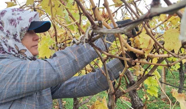 Bağların son mahsulü ev ekonomisine destek oluyor