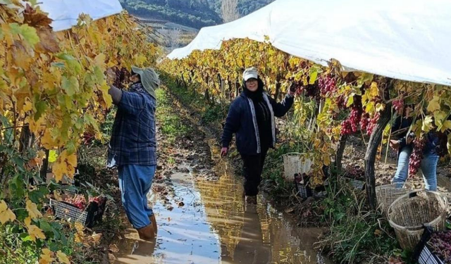 Sarıgöl’de üretici yağmur çamur demeden bağlarda