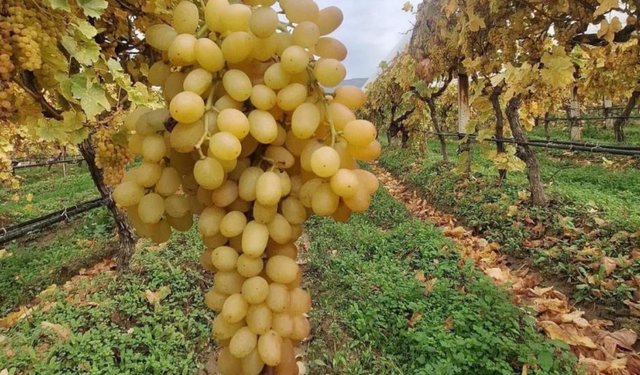 Sultaniye üzümleri Aralık ayında ilk günkü gibi taze