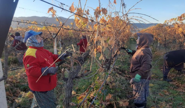 Sarıgöl’de bağ yenileme kadınlara iş kapısı açtı