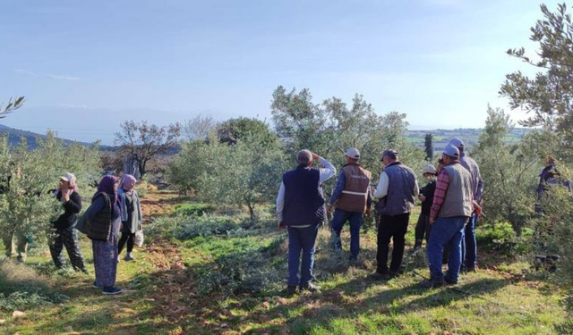 Salihli’de ücretsiz zeytin budama kursu başladı