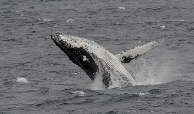 Dronlar ortaya çıkardı: Kuzey Kutbu’nda balinaları tehdit eden ölümcül virüs