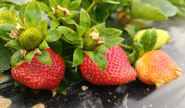 Köprübaşı’nda kış hasadında çilek rekoru