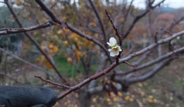 Sarıgöl’de erik ağacı kış ortasında çiçek açtı
