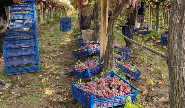 Hasatta son dönem: Üzüm fiyatları 50 liraya dayandı