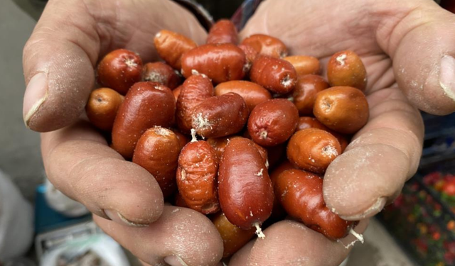 Alaşehir’in şifa ağacı tehlikede: Üretim her yıl azalıyor