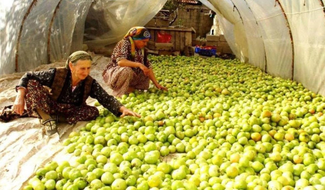 Gece ayazı tarlayı vurdu, gök domatesler seraya taşındı