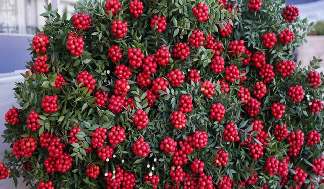 Yeni yılın umut ve aşk simgesi kokina 500 liradan satışta