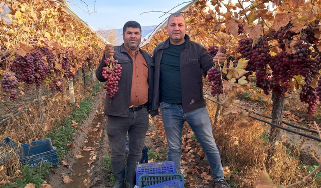 Yeni yılın üzümleri depoya gitmeden bağdan sofralara geliyor