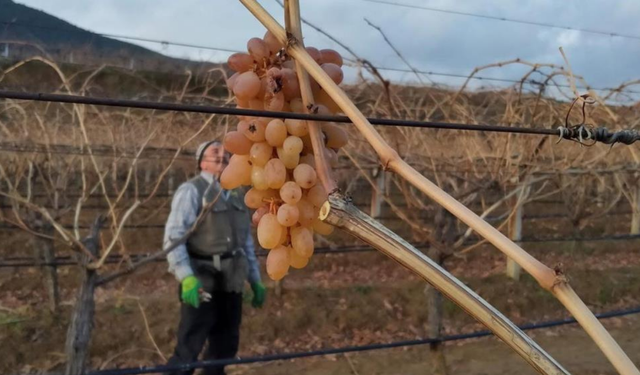 Sarıgöl bağlarında kışın nadir lezzeti: Çoban üzümü