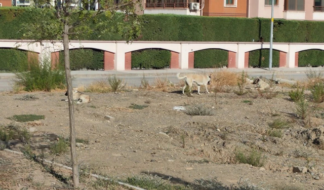 Sokak hayvanları krizi: Isırık ve korku vakaları bitmiyor