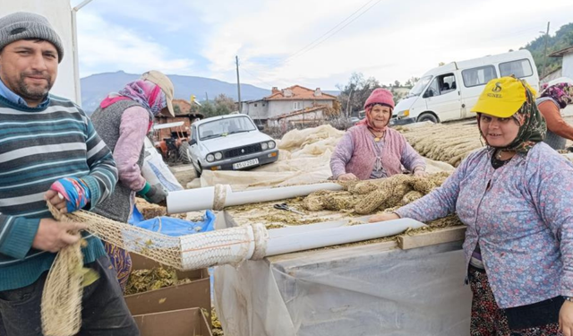 Selendi’de tütün  kolileme mesaisi başladı