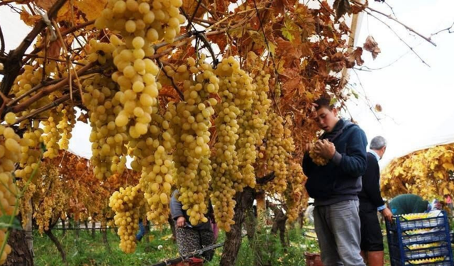 Manisa’da üzüm hasadında son döneme girildi