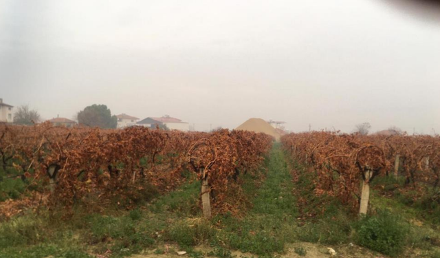 Manisa'da sağanak yağış tarım alanlarını rahatlattı