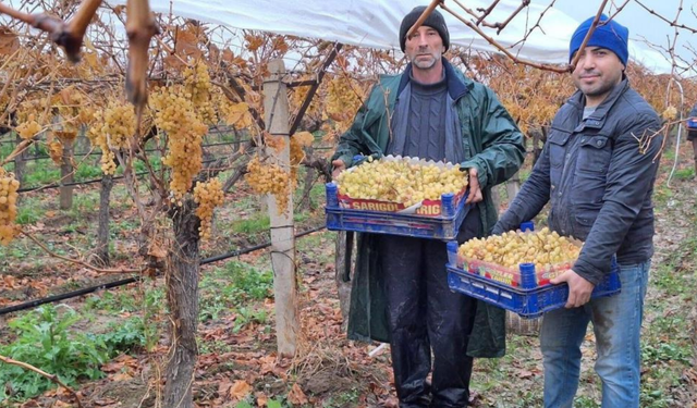Sarıgöl’de kış üzümleri yeni yılda sofraları süslemeye başladı