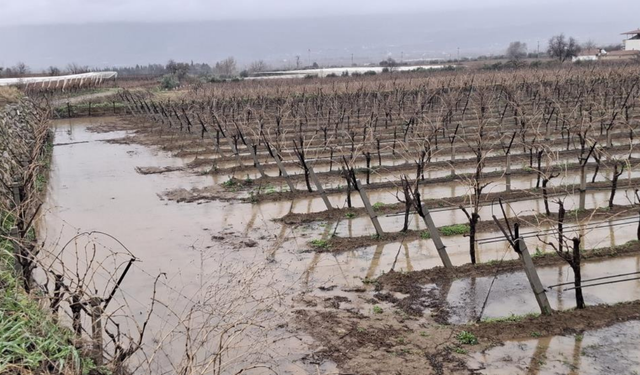 Manisa'da etkili olan yağmurlar bağcıların yüzünü güldürdü
