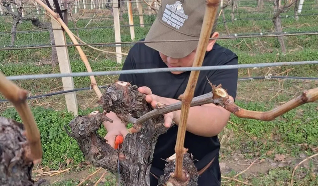 Yağış sonrası Sarıgöl’de üzüm üreticileri bağlara döndü