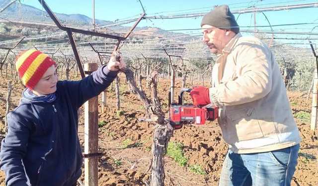 Sarıgöl’de üzüm üreticileri Thompson’a yöneldi