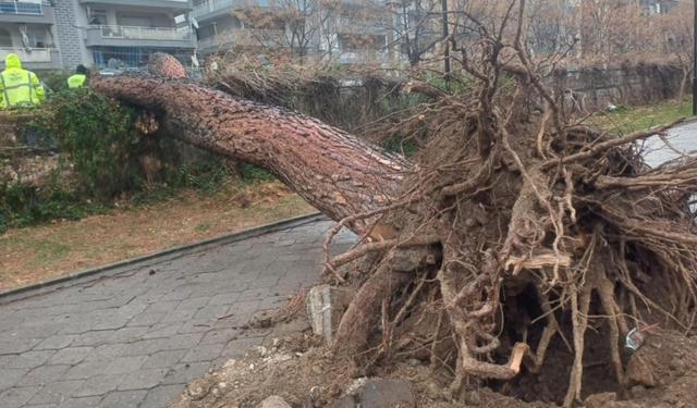 Şiddetli fırtına Salihli'de ağaçları devirdi: 1 yaralı