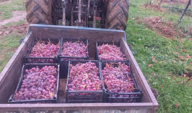 Sarıgöl’de yeni yıla dalından kesilen üzümlerle girildi