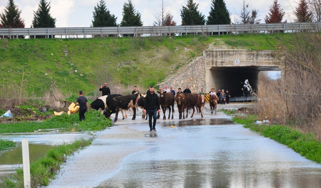 Manisa'da çiftlik sular altında kaldı: Mahsur kalan hayvanlar kurtarıldı